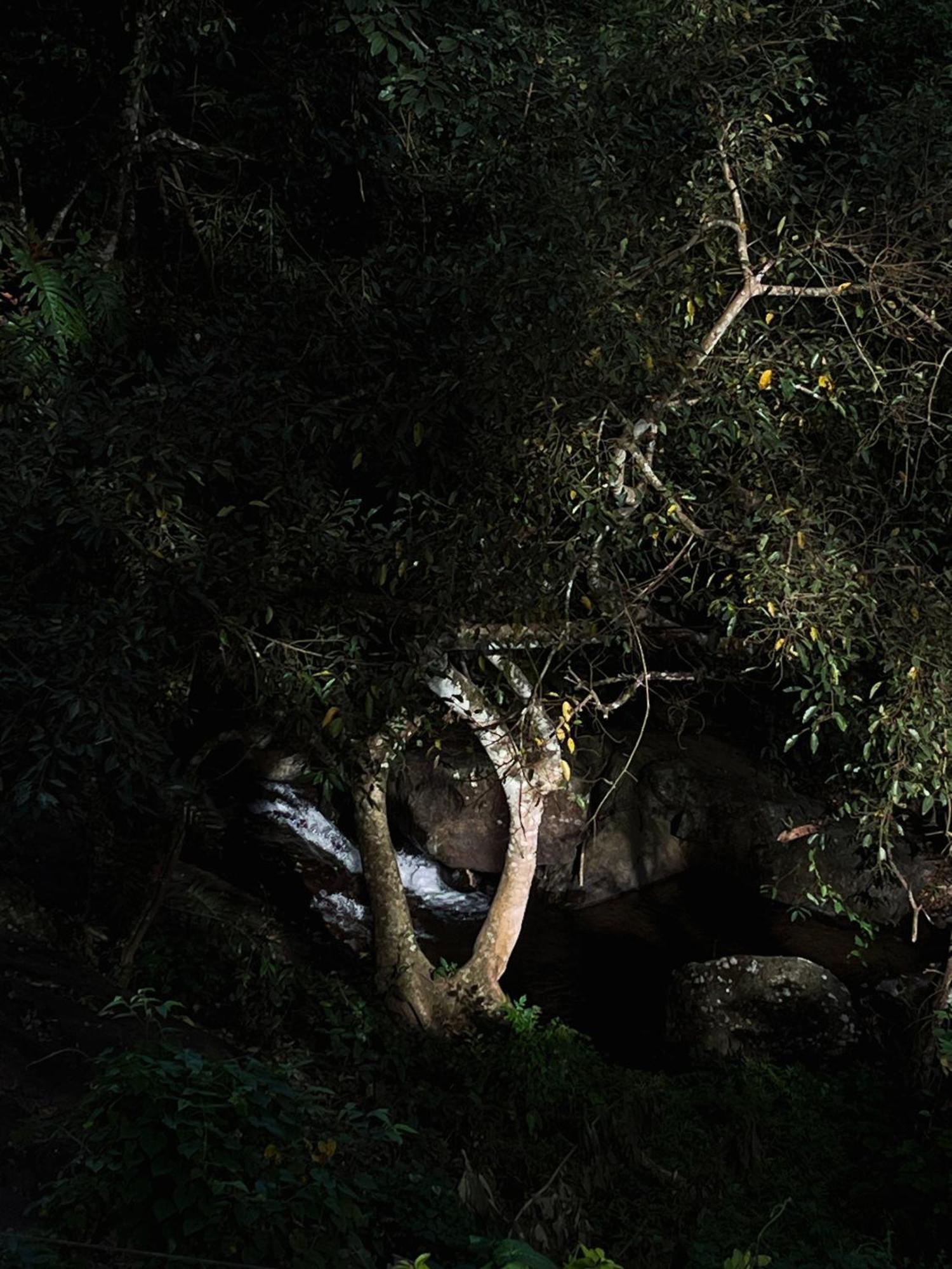 Mahout Resort Wayanad - An Experiential Jungle Stay With Waterfall Kalpetta Exteriör bild